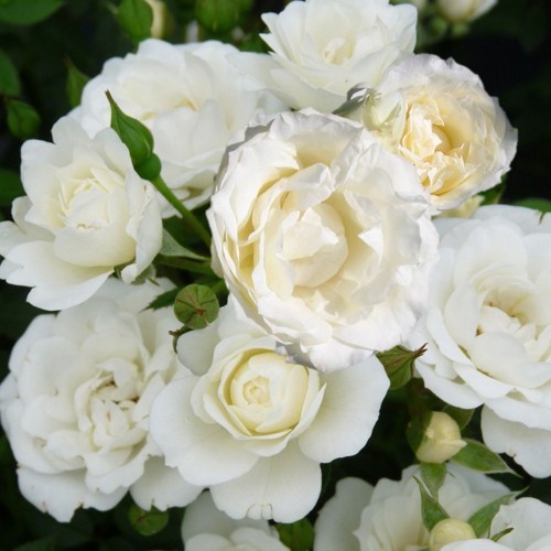 Rosa 'White Symphony' - Roos 'White Symphony' 